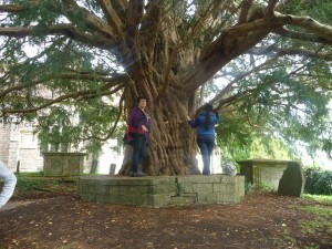 sacred yew tree