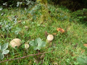 Herfst!